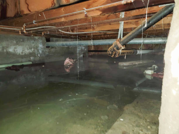 Best Professional water damage repair  in Crystal City, MO