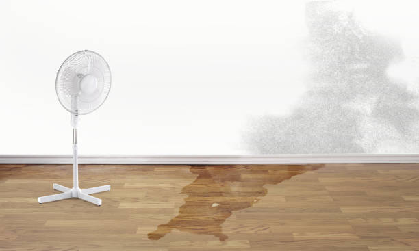 Best Local water damage restoration  in Crystal City, MO
